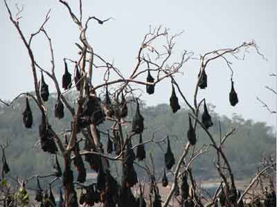 blackbat