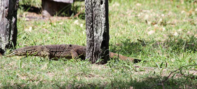 goanna2