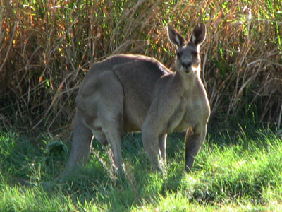 malegreykanga