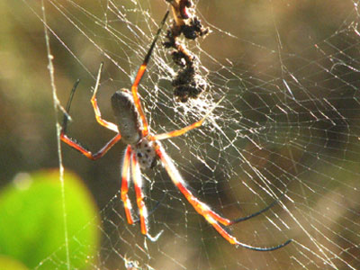 spider2