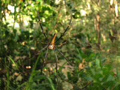 spider4