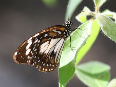 bw tiger underside