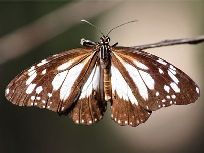 bw tiger