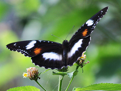 common eggfly fem