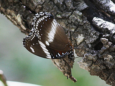 common eggfly underwing