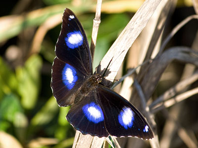 common eggfly