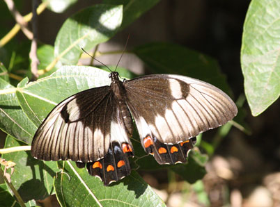 orchard swallowtail female