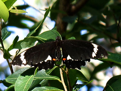 orchard swallowtail