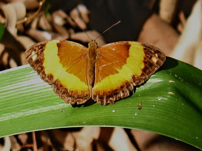 yoma sabina fem