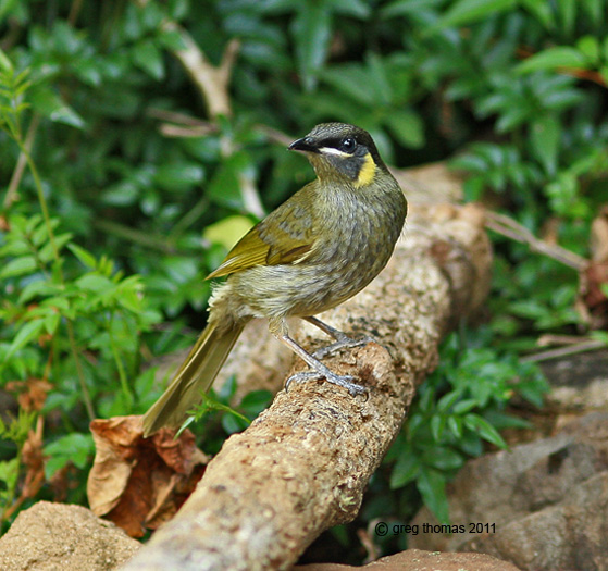 Lewin's Honeyeater