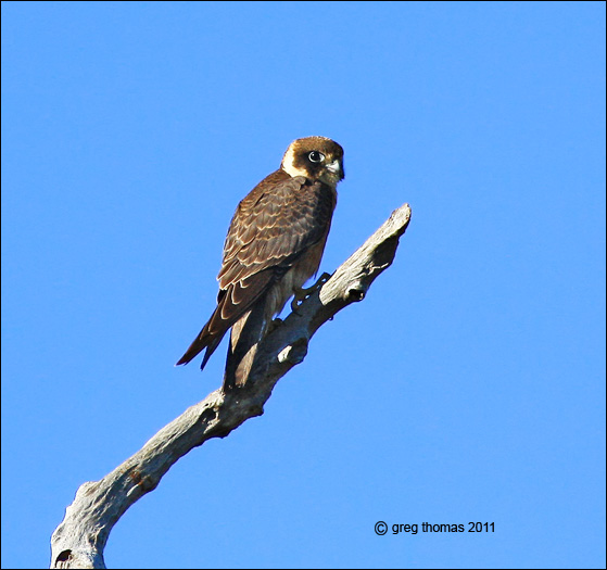 australian hobby
