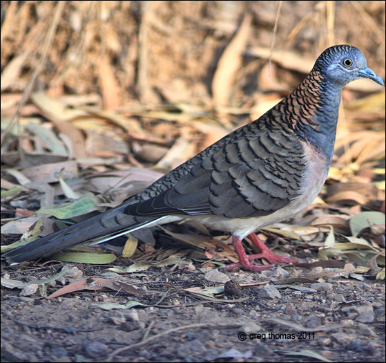 bar shouldered dove2