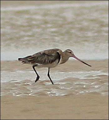 bar tailed godwit