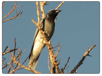 bfcuckooshrike