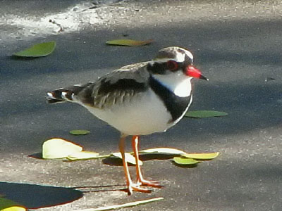 bfdotterel