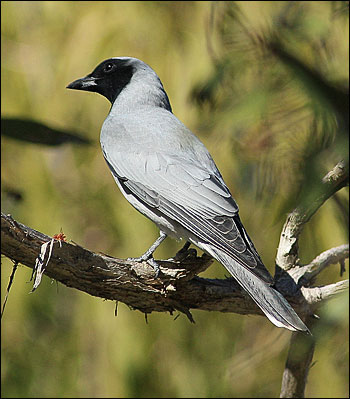 black faced cuckoo shrikemm
