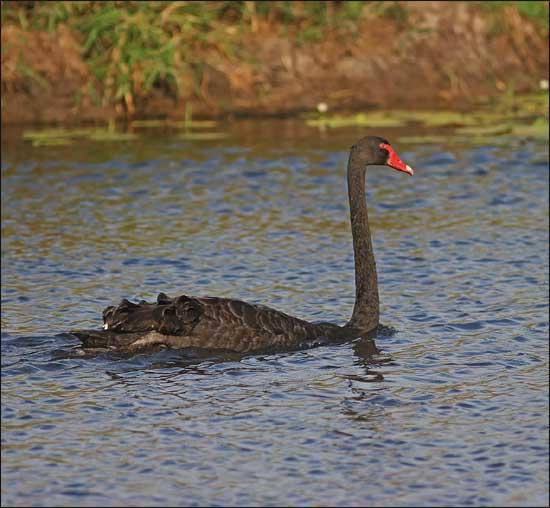 black swan0040