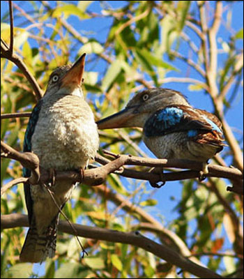blue winged kooka2