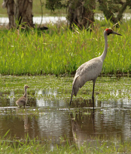 brolga chick