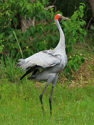 brolga2