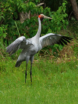 brolga3