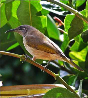 brown honeyeater2