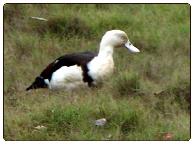 burdekinduck