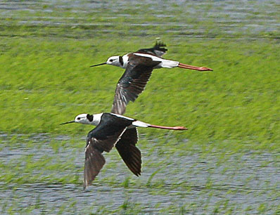 bwstiltflight