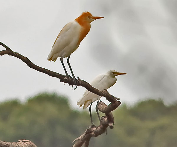 cattle egretbb