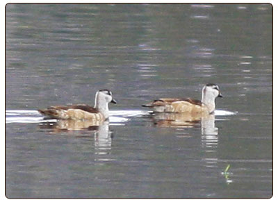 cotton pygmy goose