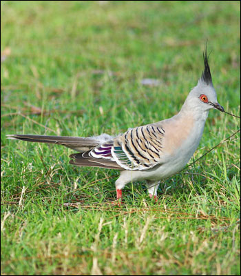 crested pigeon