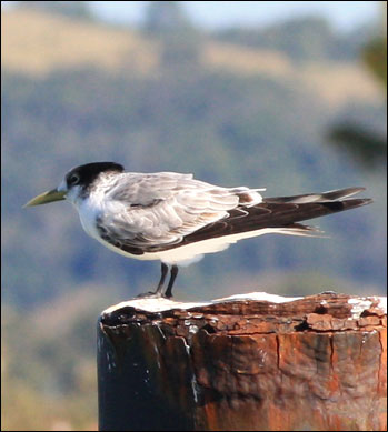 crested tern