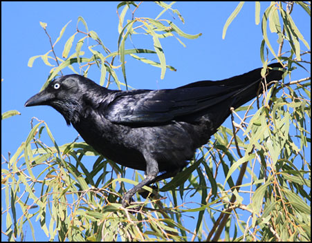 crow