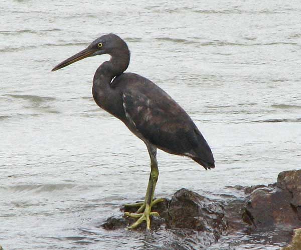 eastern reef egret