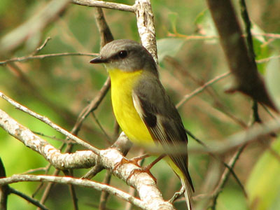 eastyellowrobin