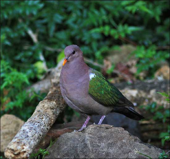emerald dove9572