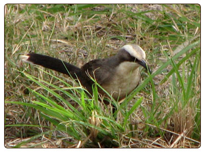 gcrownedbabbler