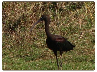 glossyibis