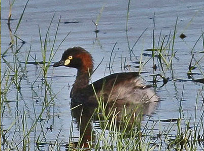 grebe breeding