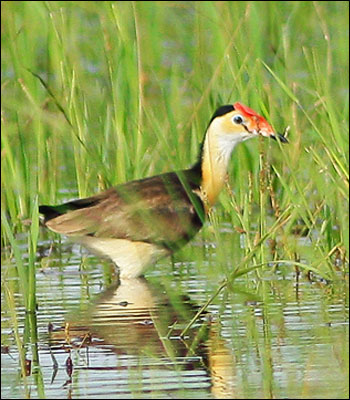jacana