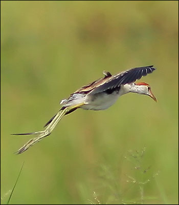 jacanajuv