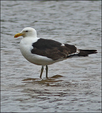 kelp gull