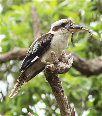 laughing kookaburra