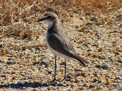 lesser sand plover