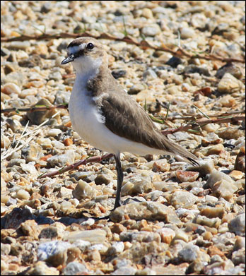 lesser sand plovermm