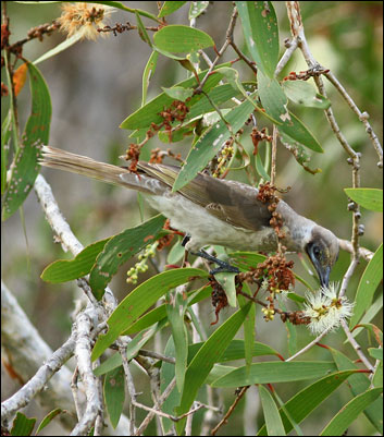 little friar bird