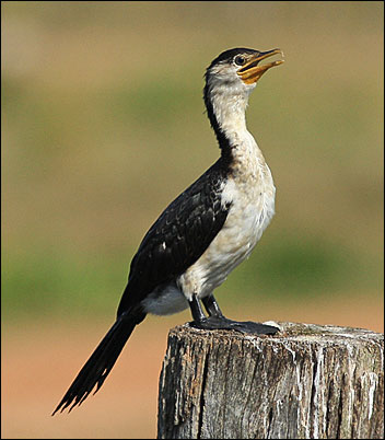 little pied cormorantmm