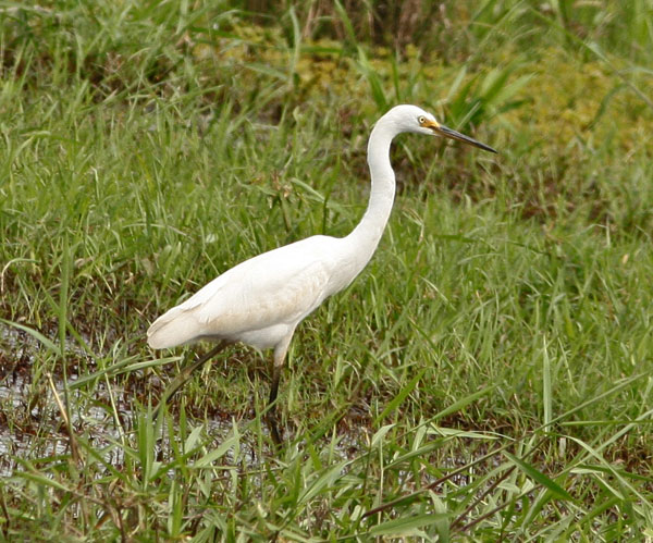 littleegret