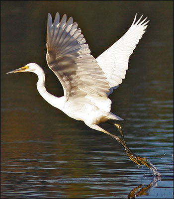 littleegretmm