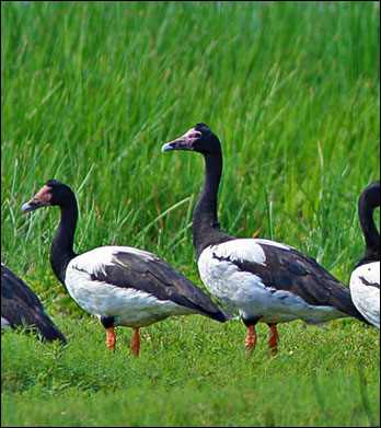 magpie geese